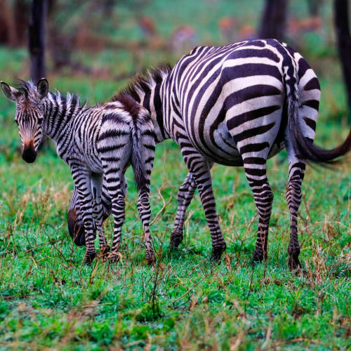 lake eyasi trekking, local hunting with hadzabe tribe & ngorongoro crater safari