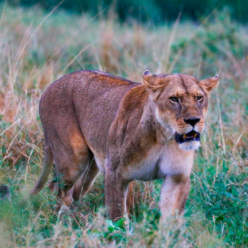 4 days tented camps safari tarangire, serengeti & ngorongoro crater