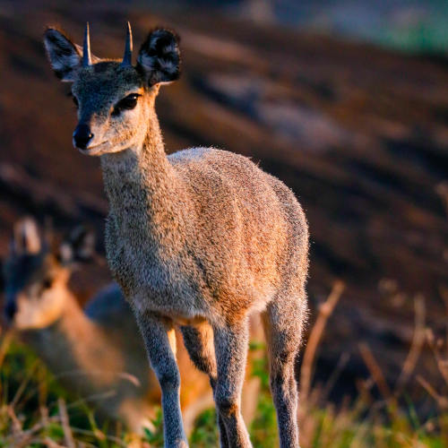 11 days midrange safari tarangire, lake natron, climb mt ol donyo lengai, serengeti, ngorongoro crater & lake eyasi