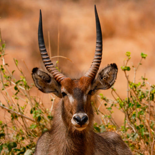 2 days budget camping safari lake manyara & ngorongoro crater