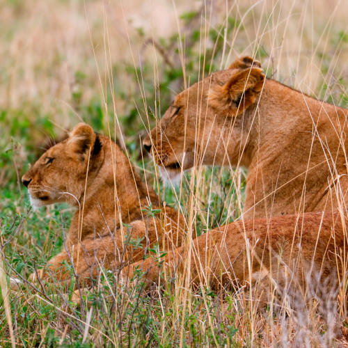 6 days trek ngorongoro crater rim & safari in lake manyara & tarangire