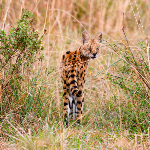 6 days tented camps safari lake manyara, serengeti, ngorongoro crater & tarangire